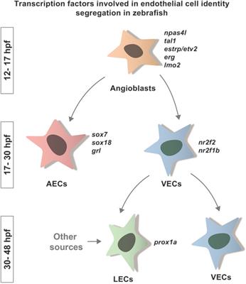 Epigenetic Regulation of Endothelial Cell Lineages During Zebrafish Development—New Insights From Technical Advances